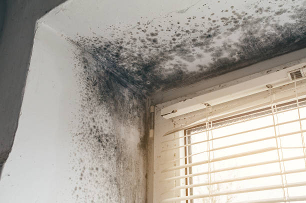 Affordable Bathroom Mold Removal solutions in Flintstone, MD